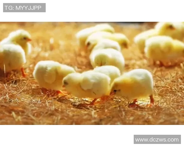 小鸡足球明星名字大全让你了解可爱小鸡的足球世界与精彩故事